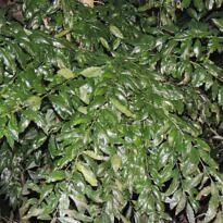 Seguieria langsdorffii