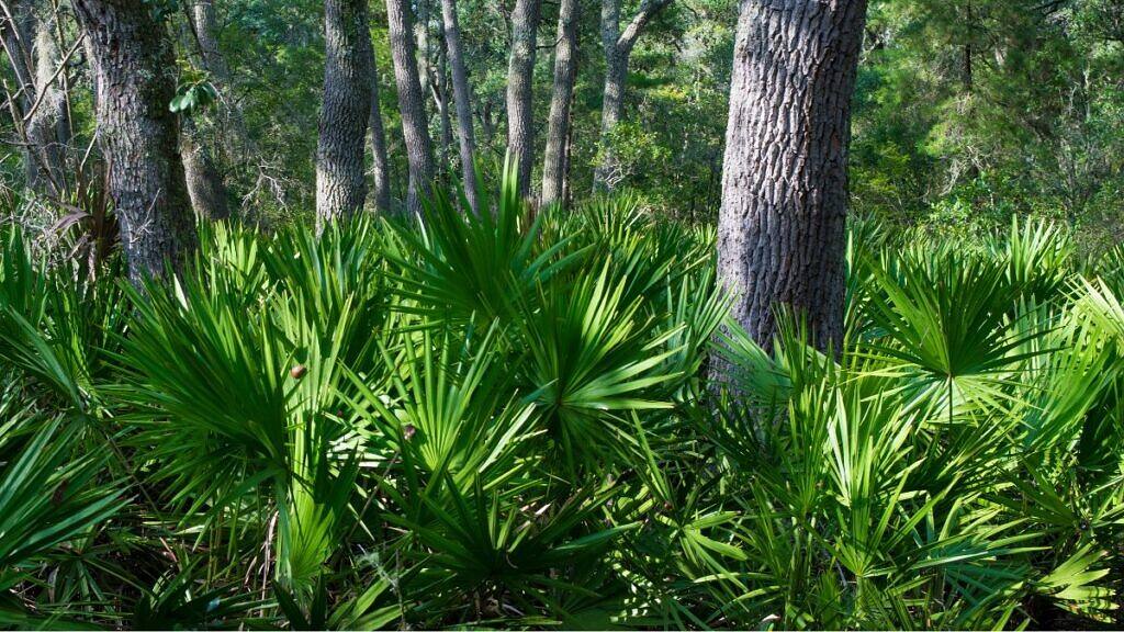 Serenoa repens