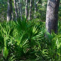 Serenoa repens
