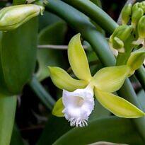 ¿Es tan difícil cultivar orquídea vainilla? La verdad sobre su cuidado en casa