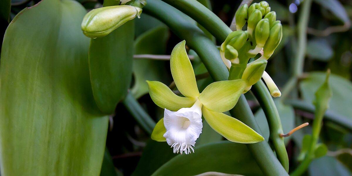 ¿Es tan difícil cultivar orquídea vainilla? La verdad sobre su cuidado en casa