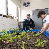 Huerto hidropónico en casa: guía práctica para montarlo en tu patio
