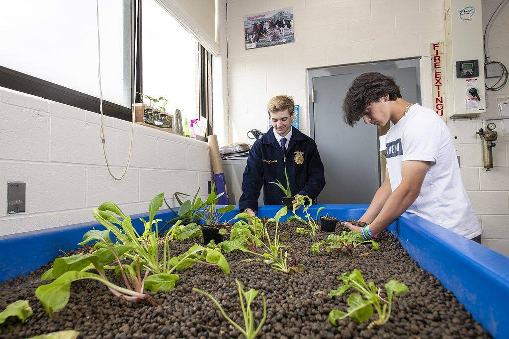 Huerto hidropónico en casa: guía práctica para montarlo en tu patio