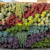 Cómo hacer un jardín vertical de suculentas y mantenerlo espectacular por años