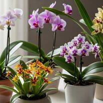 Mini orquídeas: guía de especies y cuidados esenciales para tu hogar