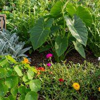Plantas alimenticias no convencionales (PANC): qué son y cómo aprovecharlas en tu jardín