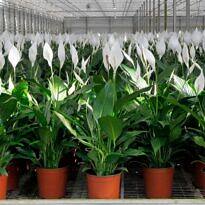 Guía completa para cultivar lirio de la paz: variedades y cuidados imprescindibles