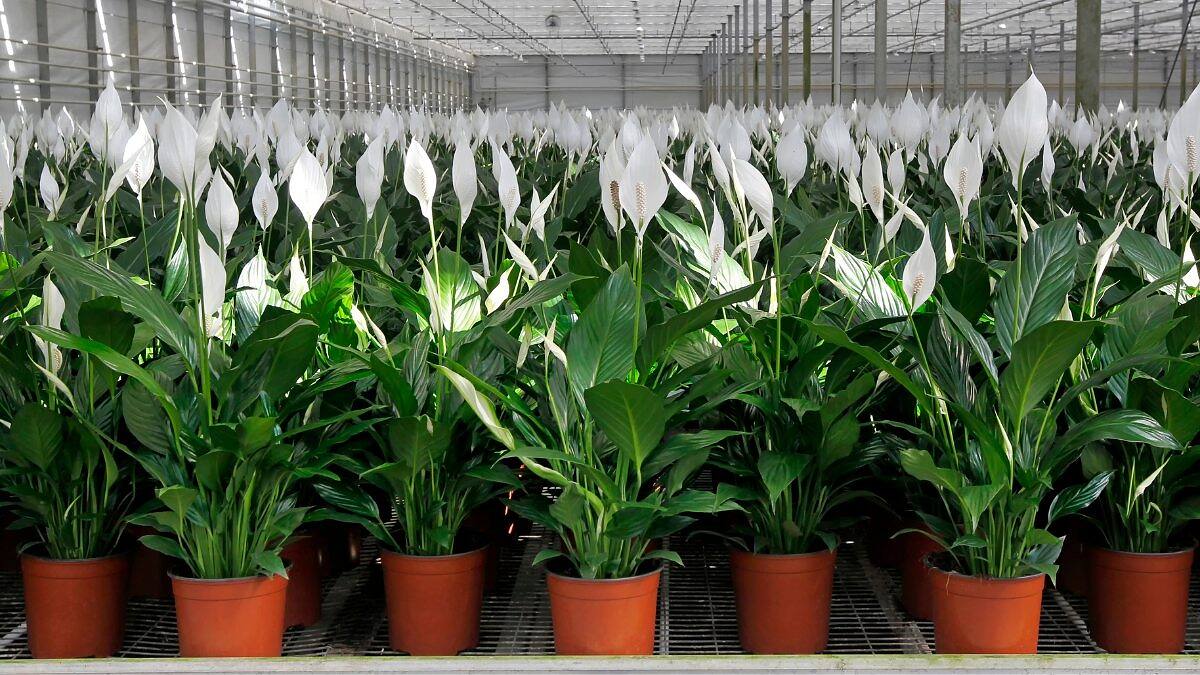 Guía completa para cultivar lirio de la paz: variedades y cuidados imprescindibles