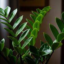 Cómo es la flor de la zamioculca y por qué casi nadie se da cuenta