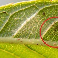 Plagas de verano en el jardín: cómo identificarlas rápido y controlarlas con remedios caseros seguros