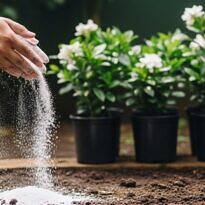Encalado del jardín: guía completa para preparar y mejorar el suelo