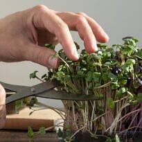 Microgreens en 7 días: el cultivo más rápido para tu huerto en la cocina