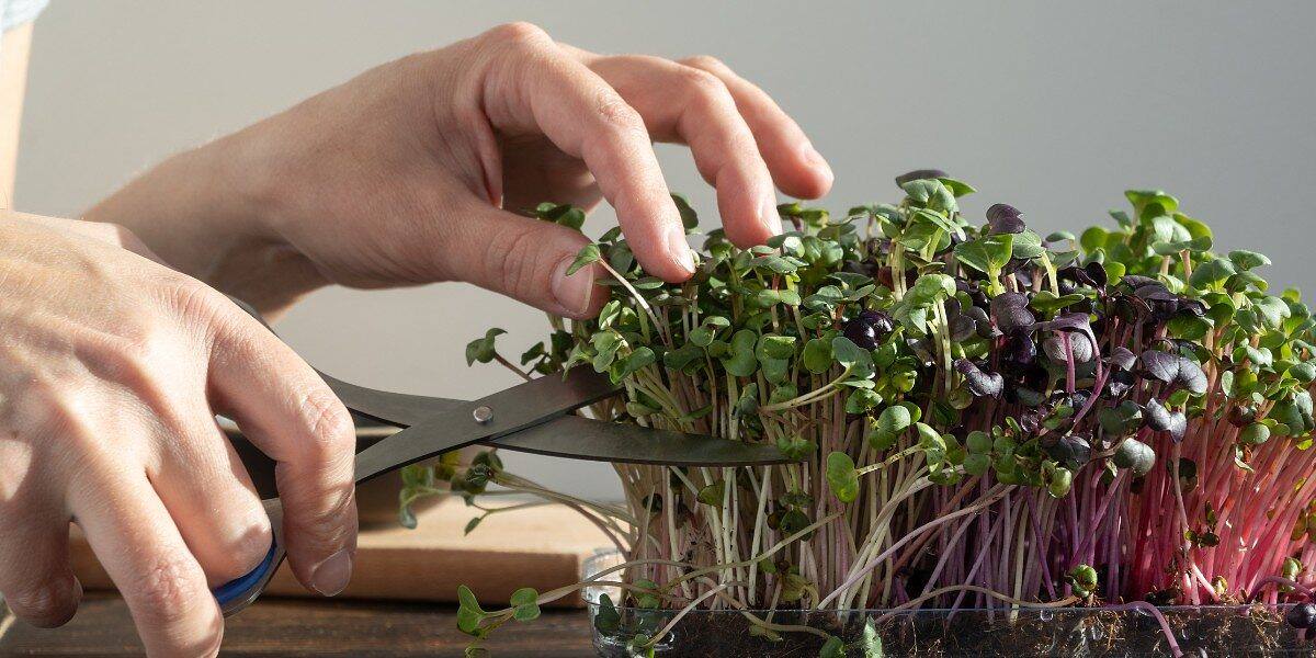 Microgreens en 7 días: el cultivo más rápido para tu huerto en la cocina