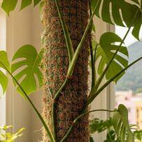 Tutor de musgo: cómo hacerlo y usarlo en plantas trepadoras y de follaje