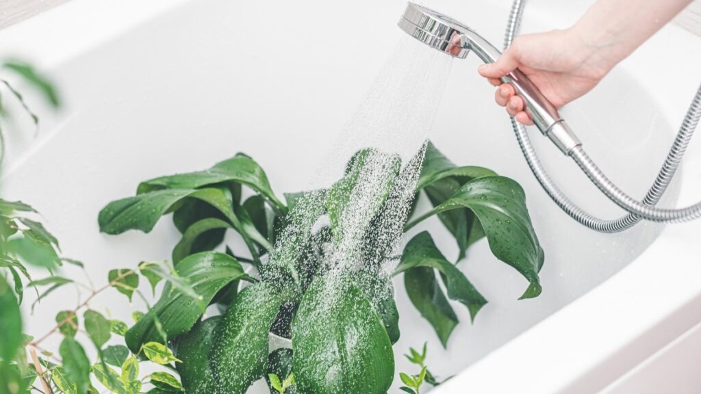 Baño de ducha en plantas: cómo hacerlo bien
