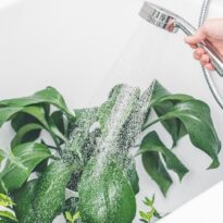 Baño de ducha en plantas: cómo hacerlo bien