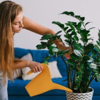 Lavado del sustrato: cómo eliminar el exceso de sales
