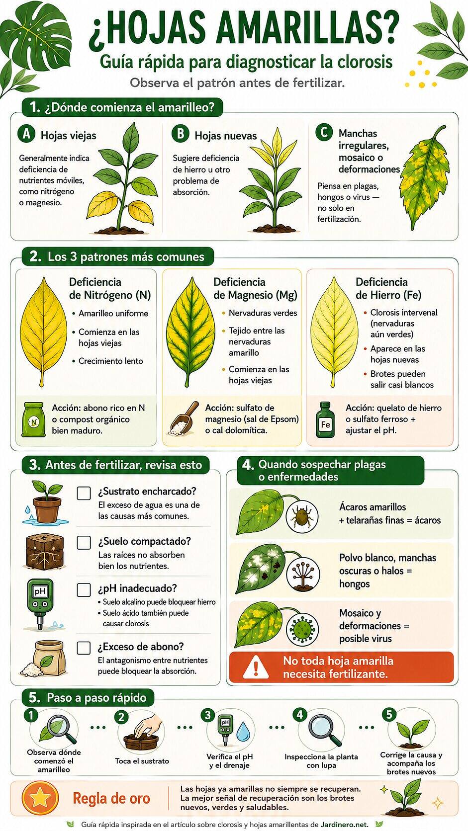Guía de la clorosis. Guarda estos consejos en Pinterest.