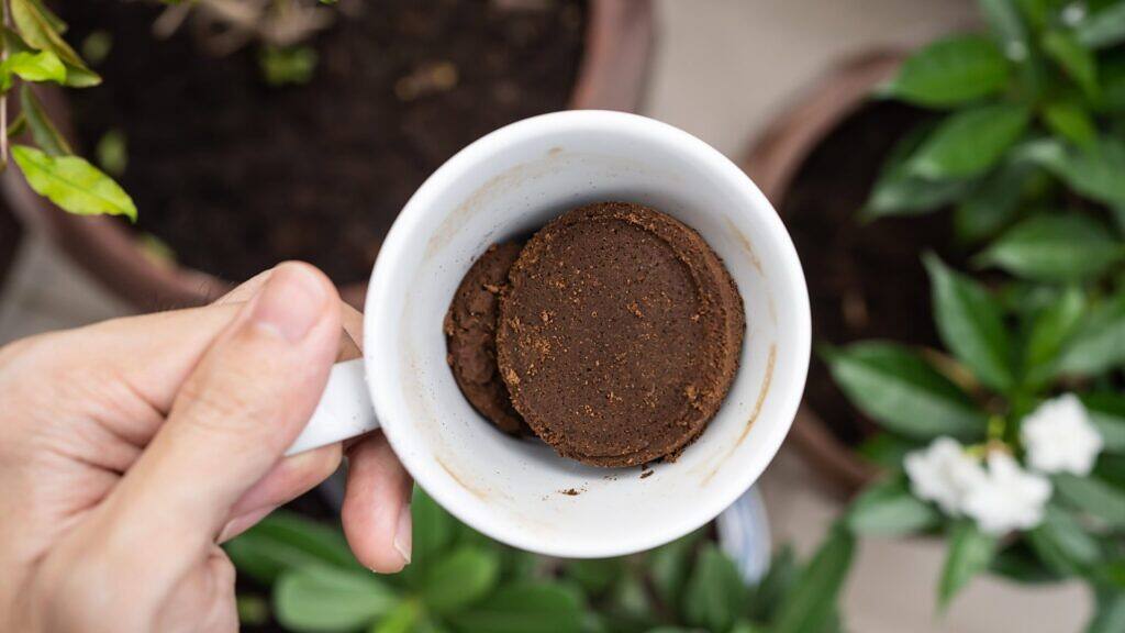 Borra de café en plantas: Aprende a utilizarla correctamente