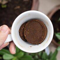 Borra de café en plantas: Aprende a utilizarla correctamente