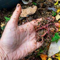 Minhocário Casero: Guía Paso a Paso para Tu Jardín