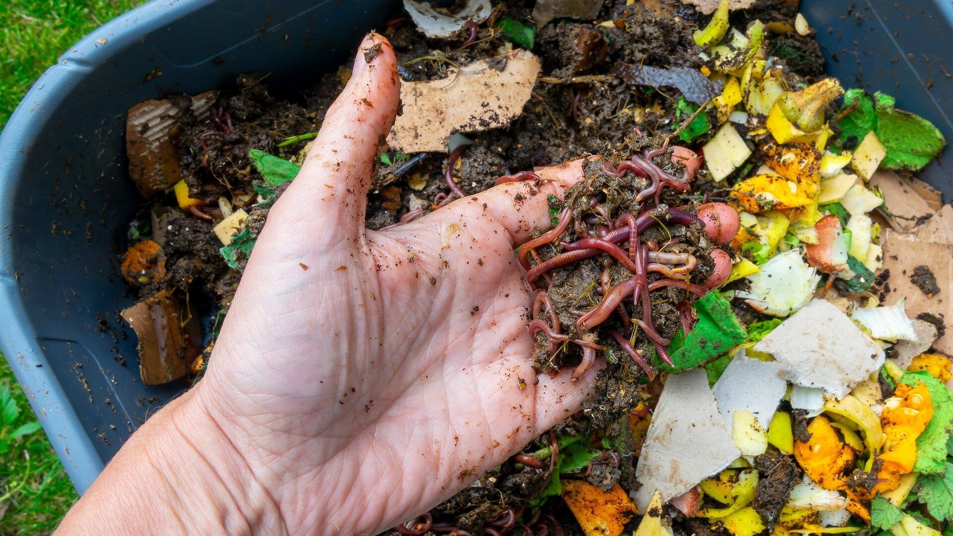Minhocário Casero: Guía Paso a Paso para Tu Jardín