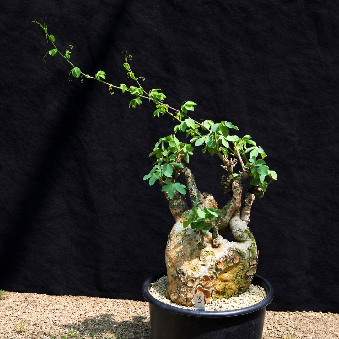 Adenia glauca