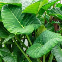 Malanga - Alocasia macrorrhizos