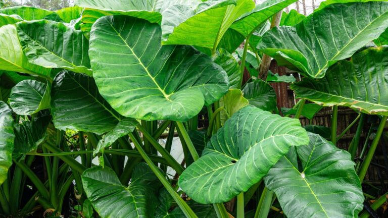 Malanga - Alocasia macrorrhizos