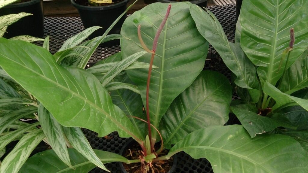 Anturio gigante - Anthurium hookeri