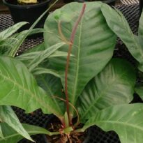 Anturio gigante - Anthurium hookeri