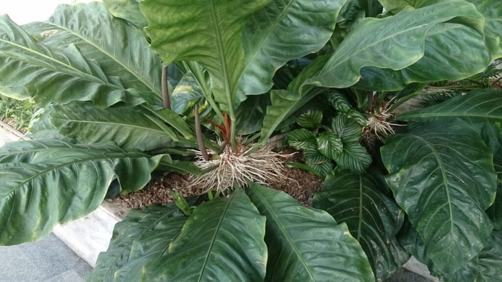 Anturio - Anthurium plowmanii