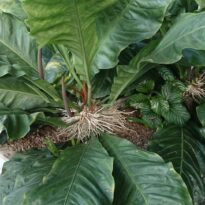 Anturio - Anthurium plowmanii