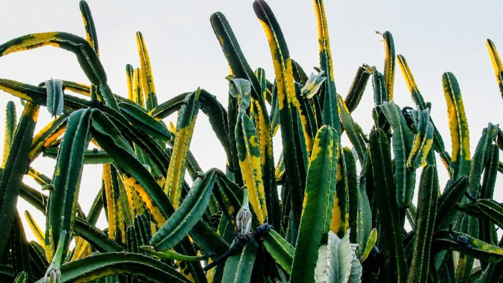 Reina de la noche sudamericana - Cereus hildmannianus