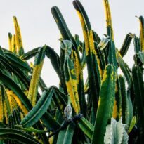 Reina de la noche sudamericana - Cereus hildmannianus