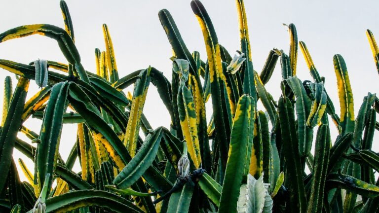 Reina de la noche sudamericana - Cereus hildmannianus