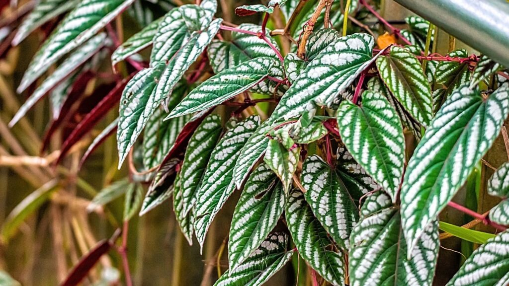 Cissus discolor