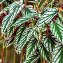 Cissus discolor