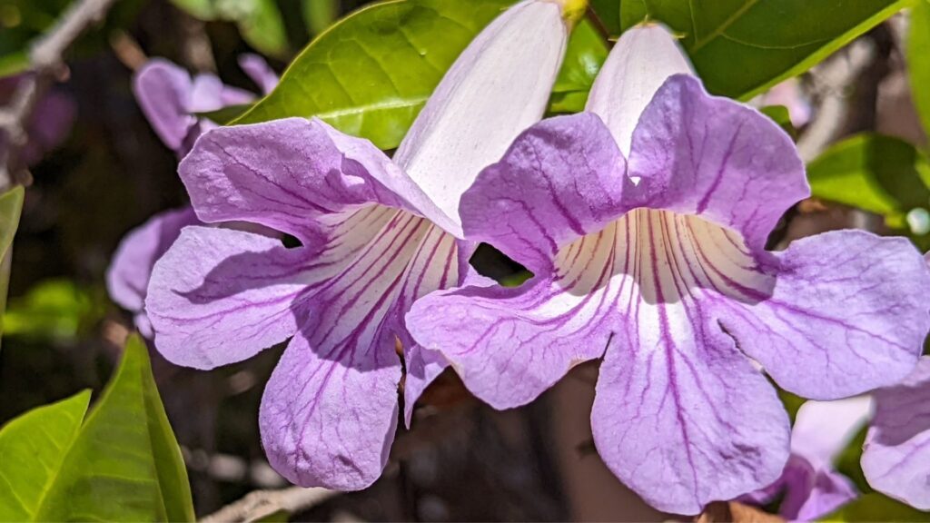 Dama del Monte - Clytostoma callistegioides
