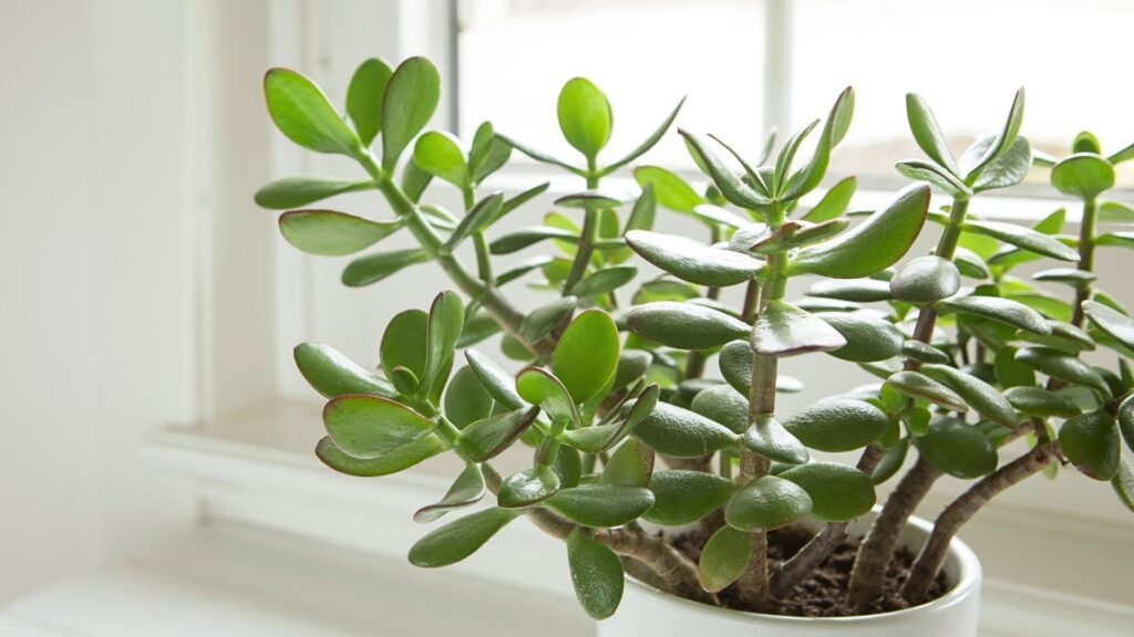 Planta de jade - Crassula ovata