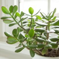 Planta de jade - Crassula ovata