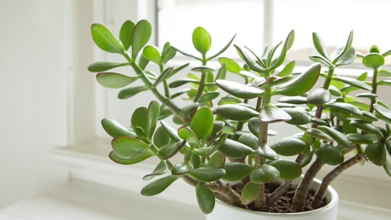 Planta de jade - Crassula ovata