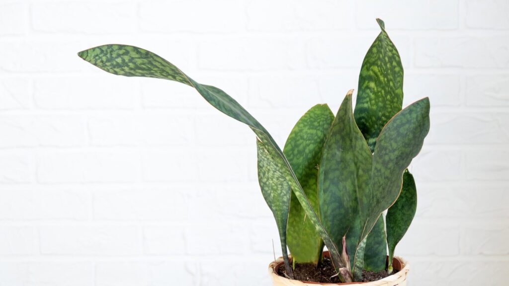 Dracaena masoniana