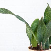 Dracaena masoniana