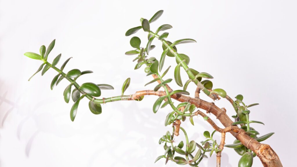 Etiolación en Plantas: qué es, cómo identificarla y recuperarla