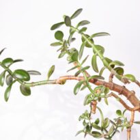 Etiolación en Plantas: qué es, cómo identificarla y recuperarla
