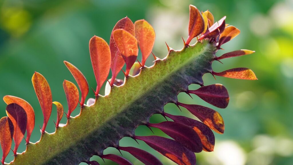 Euphorbia trigona