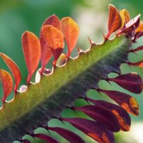 Euphorbia trigona