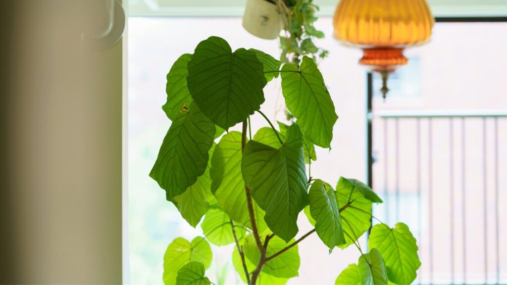 Ficus umbellata