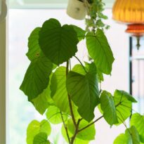 Ficus umbellata